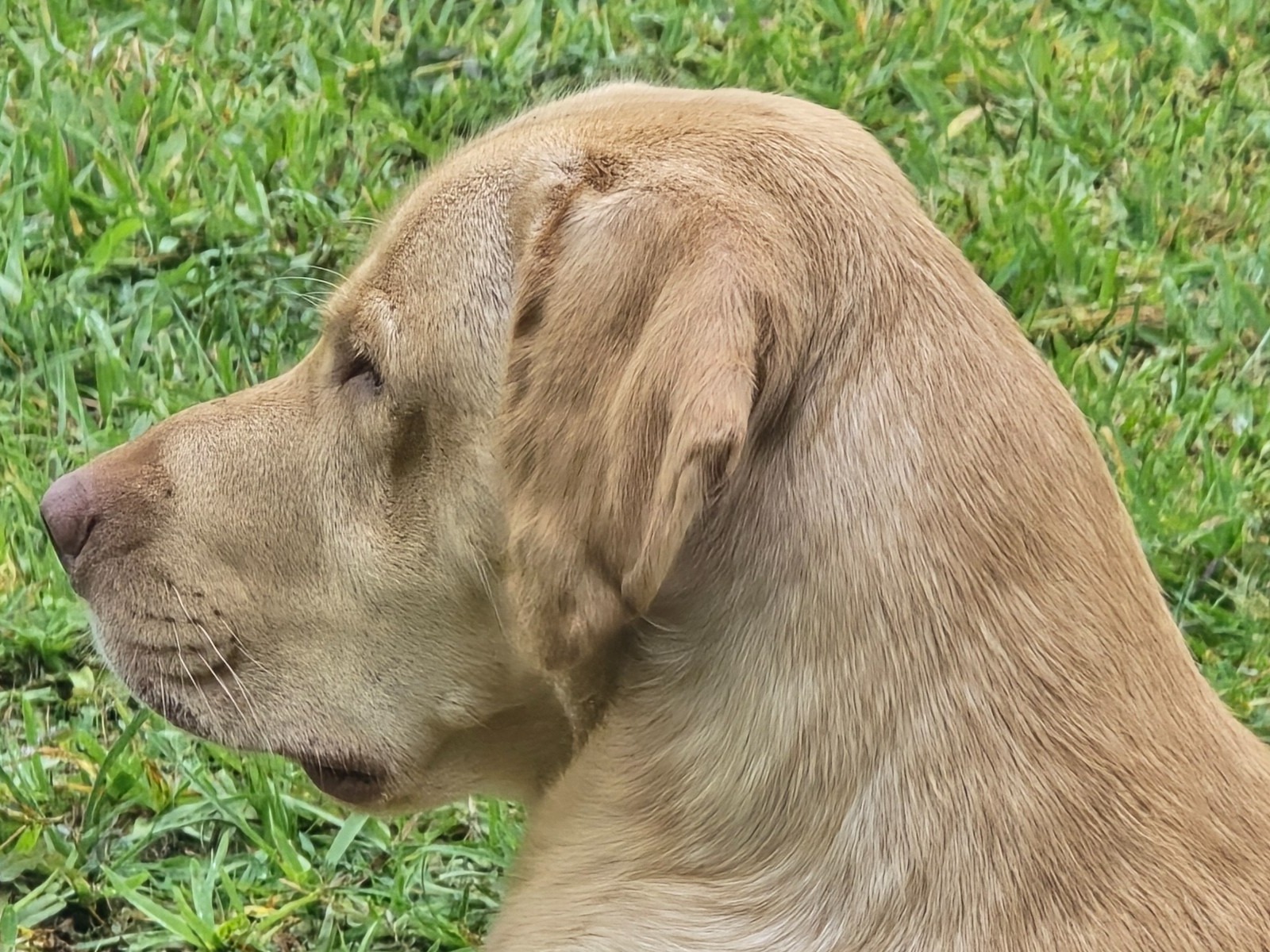 Peanut - Labrador Retriever | Petmeetly