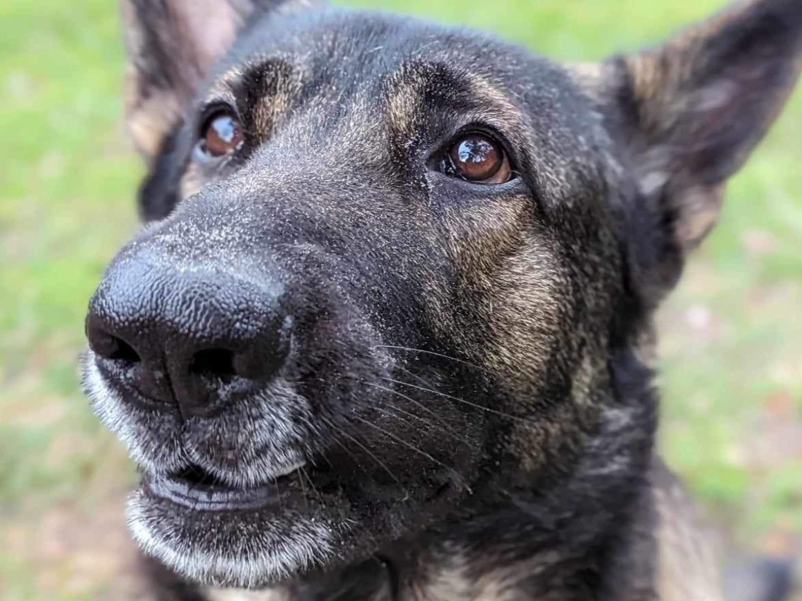 Maverick - Sable German Shepherd | Petmeetly
