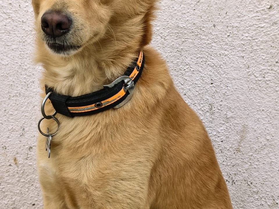 brownie - Pomeranian | Petmeetly
