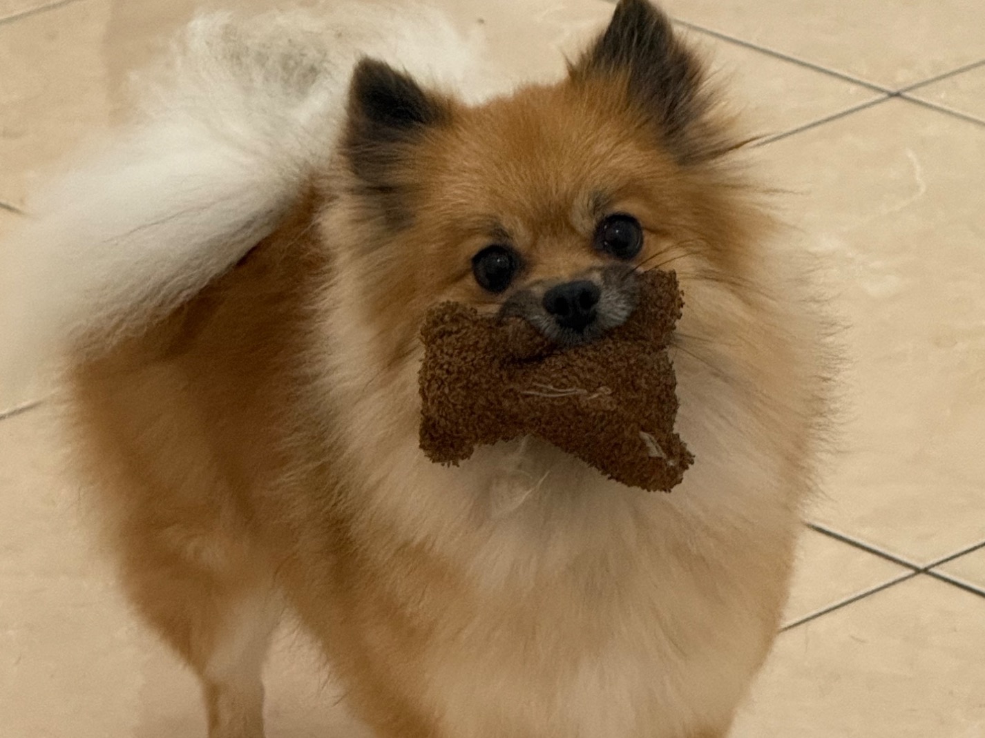 Chloe - Pomeranian | Petmeetly