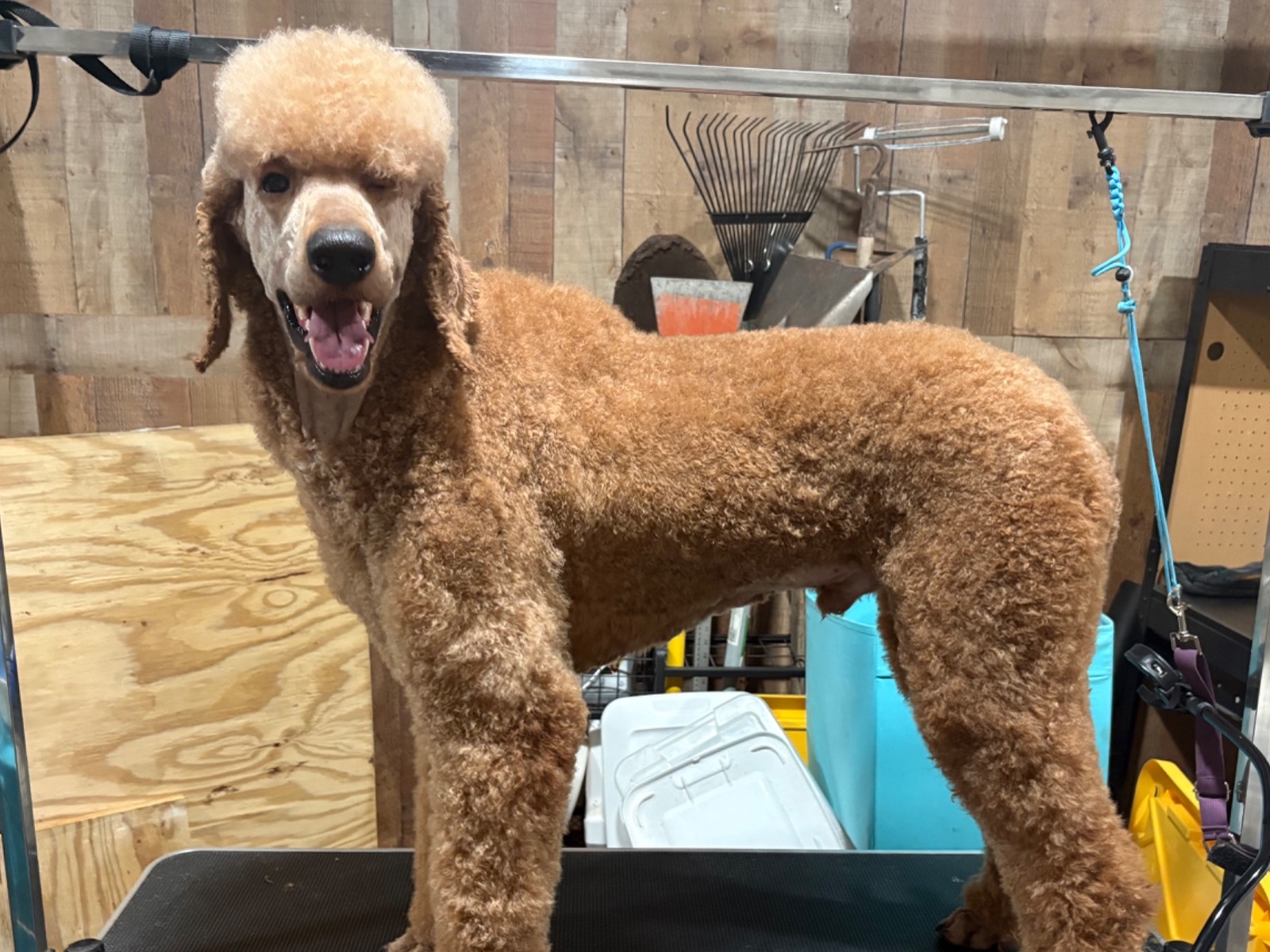 jasper - Standard Poodle | Petmeetly