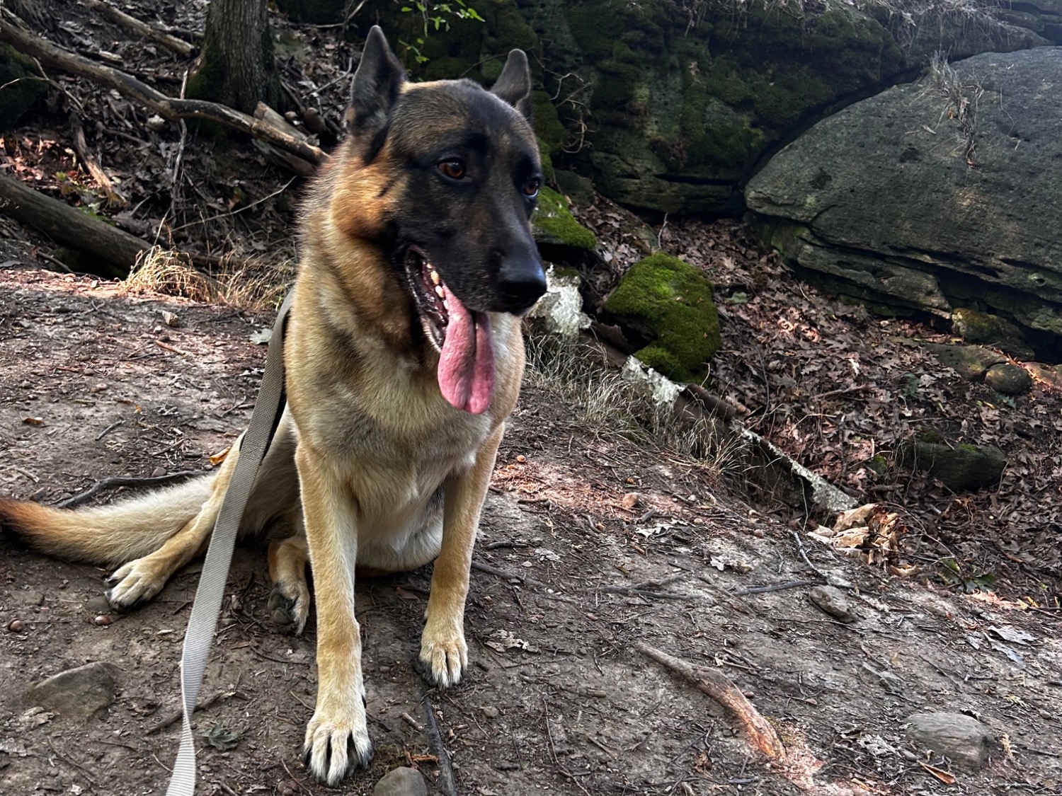 Fenris - German Shepherd | Petmeetly