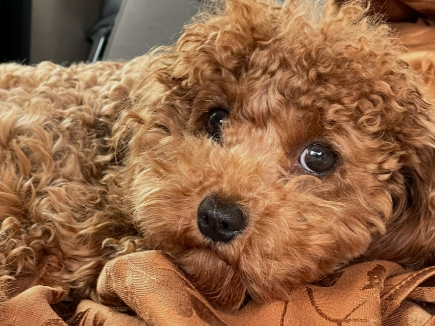 Braxton - Cavalier King Charles Spaniel | Petmeetly