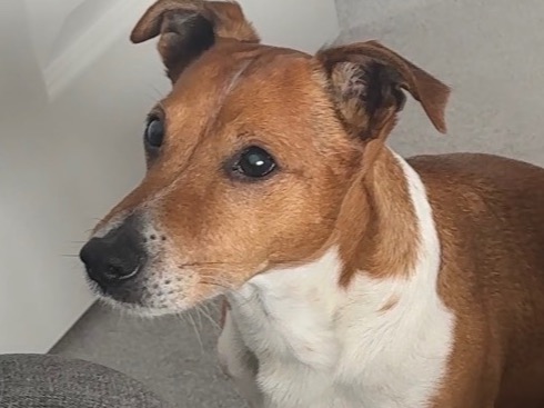 Bombel - Jack Russell Terrier | Petmeetly