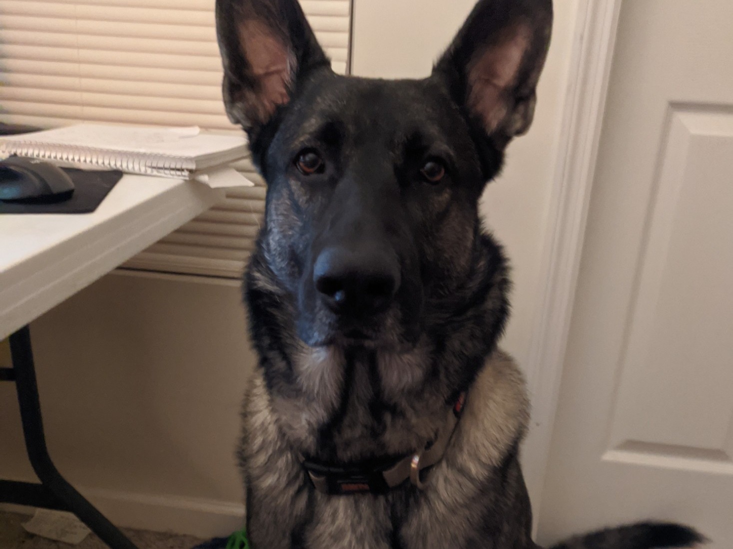 Holden - German Shepherd | Petmeetly