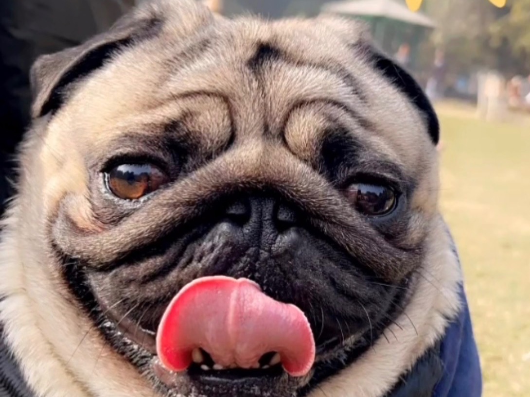 coco - Pug | Petmeetly