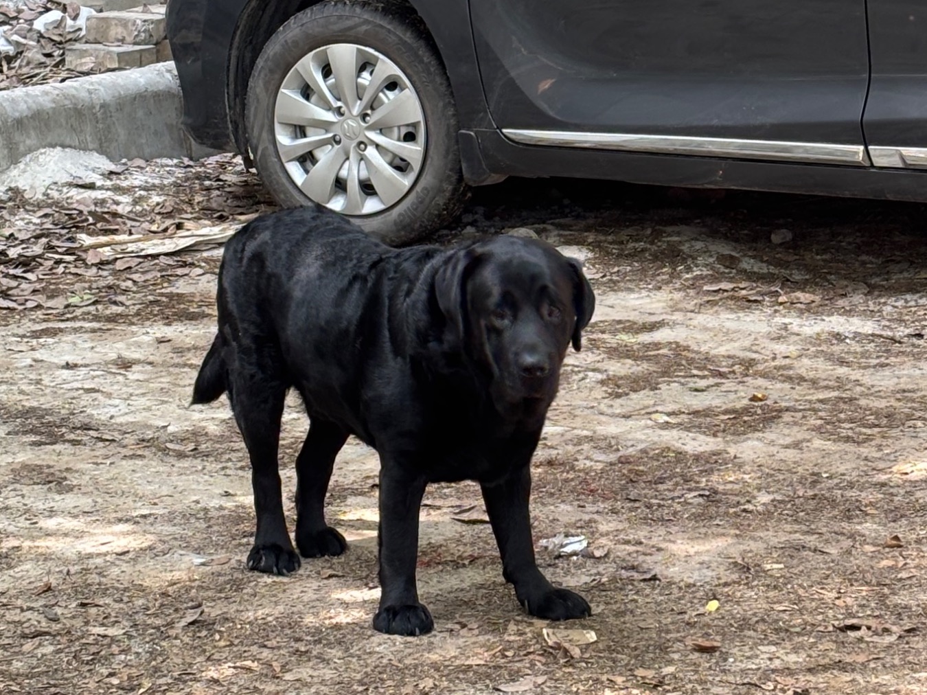 Mylo - English Labrador Retriever | Petmeetly