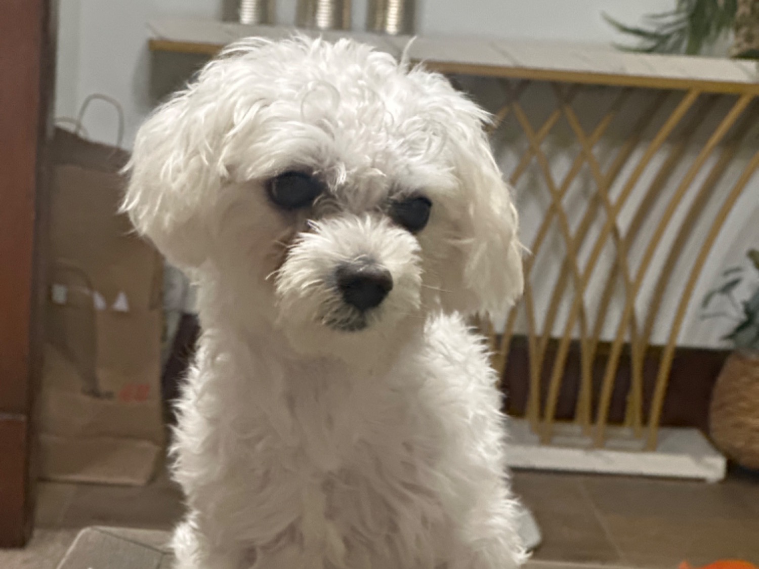 tobby - Maltese | Petmeetly