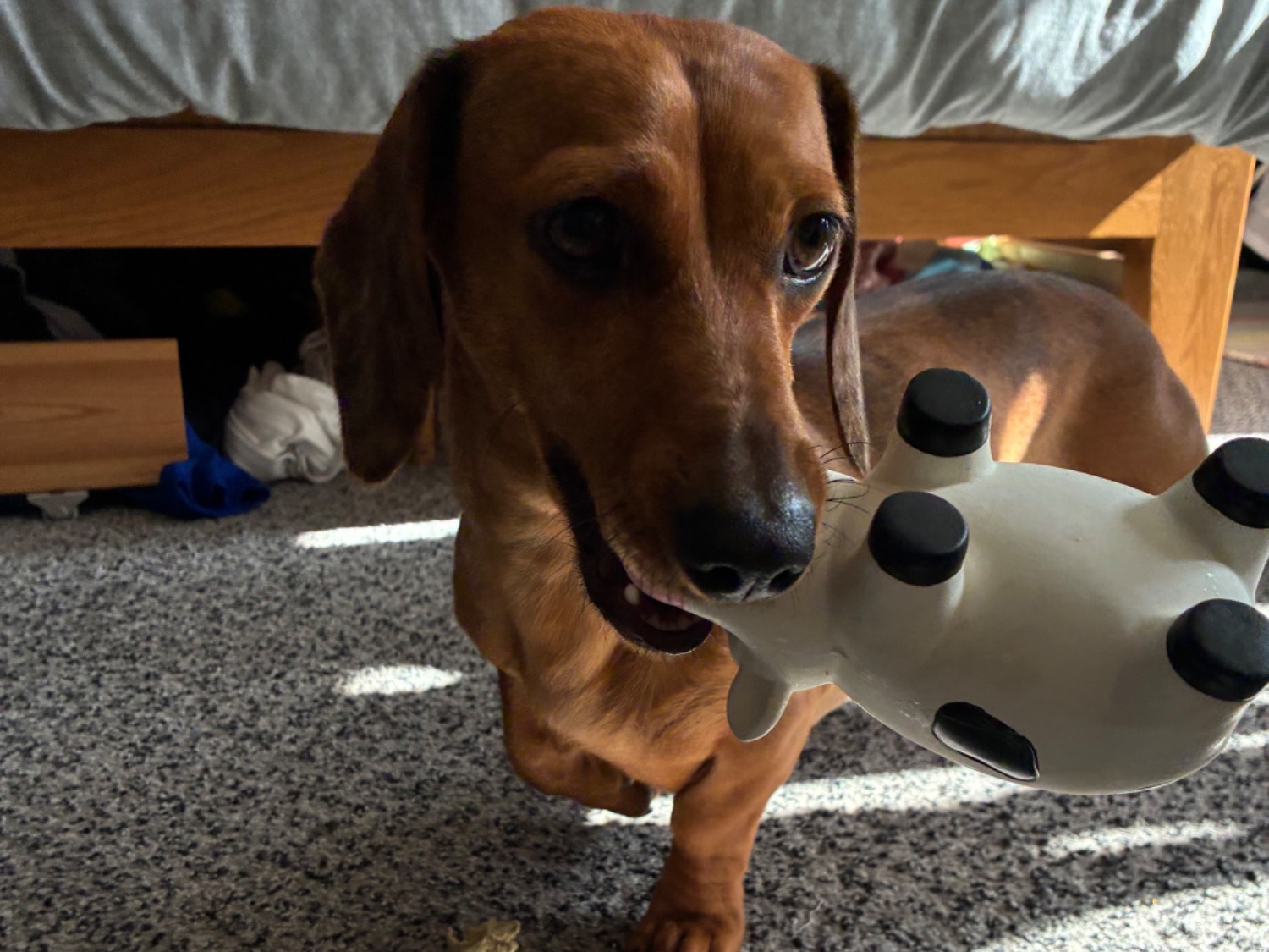 Peanut - Dachshund | Petmeetly