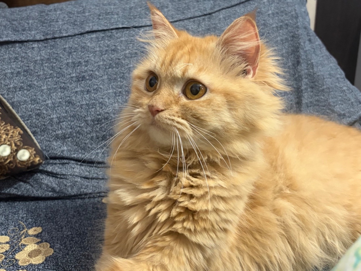 sansaa - Persian | Petmeetly