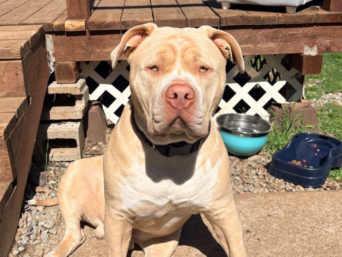 Apollo - American Bully | Petmeetly