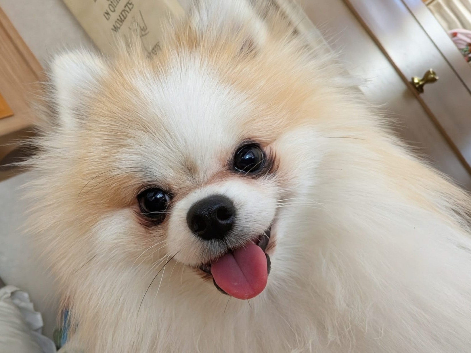 Osito - Pomeranian | Petmeetly