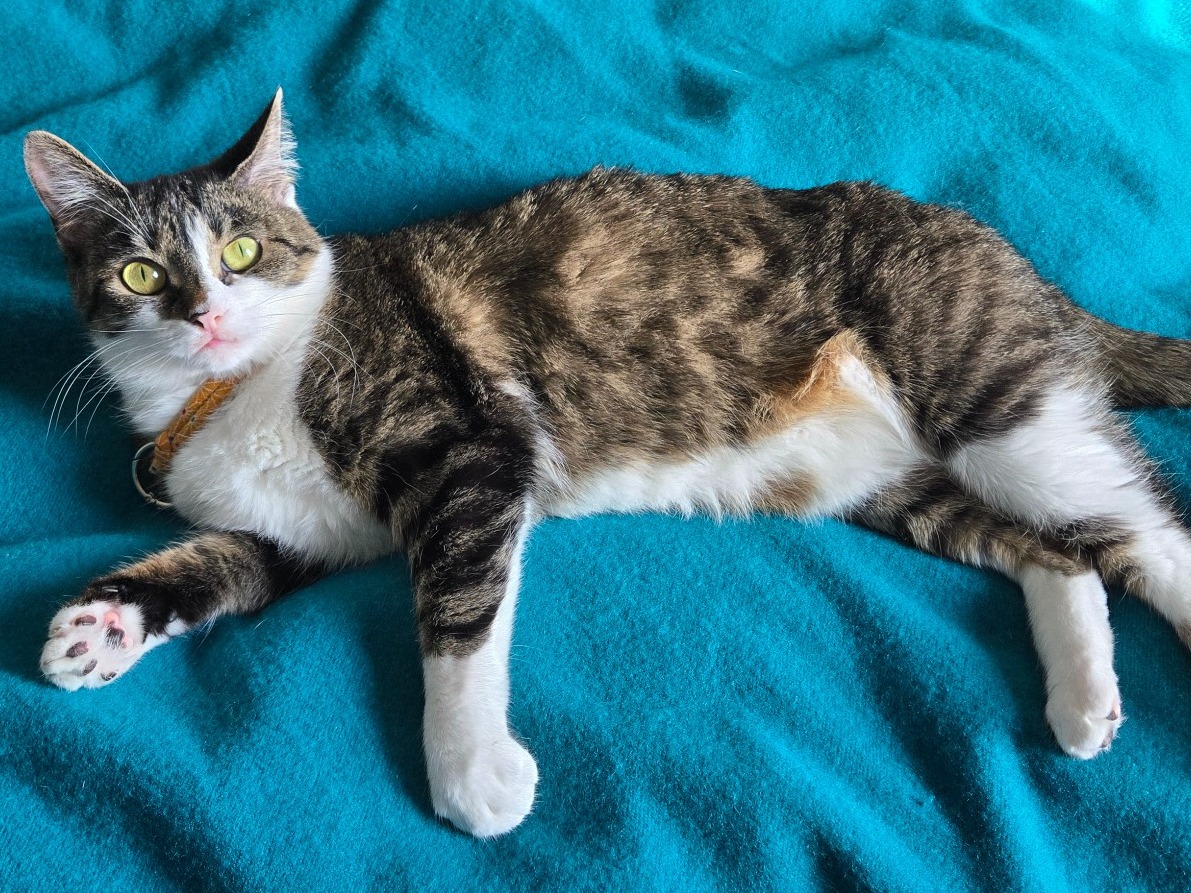 tammy - American Shorthair | Petmeetly