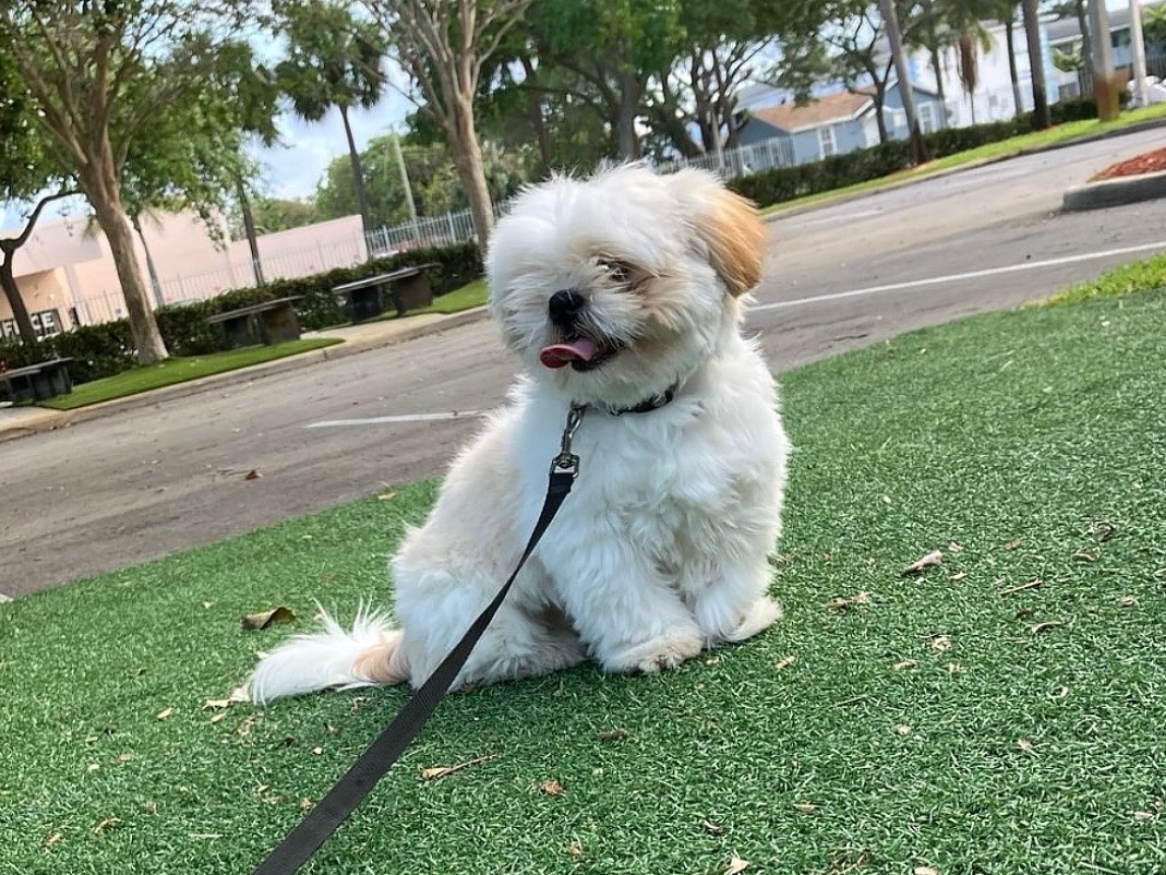 Teddy