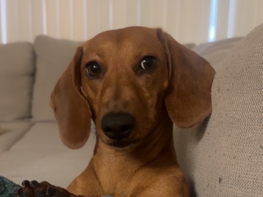 Honey - Dachshund | Petmeetly