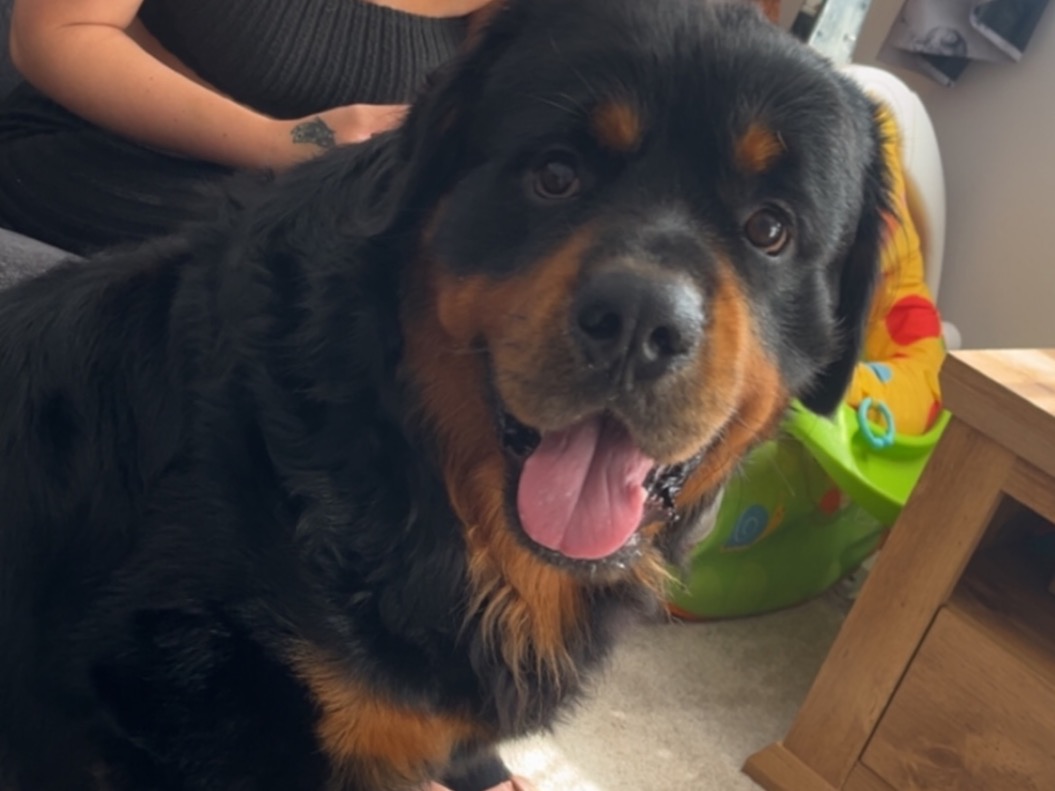 tank - Rottweiler | Petmeetly
