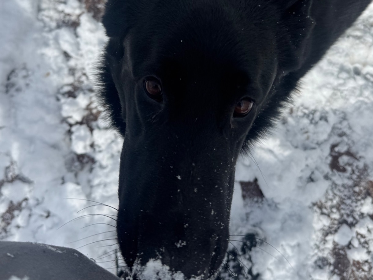 Shadow - Black German Shepherd | Petmeetly