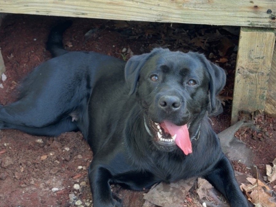 Remi - English Labrador Retriever | Petmeetly