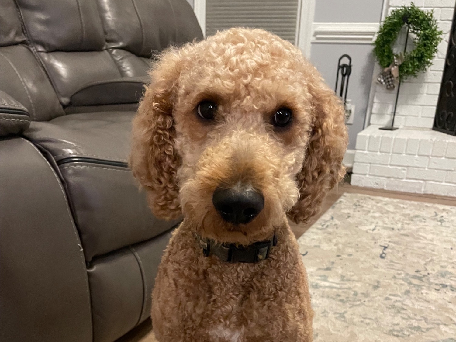 Rusty - Goldendoodle | Petmeetly