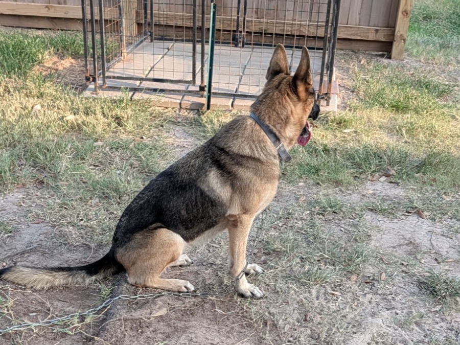 Roxy - German Shepherd | Petmeetly