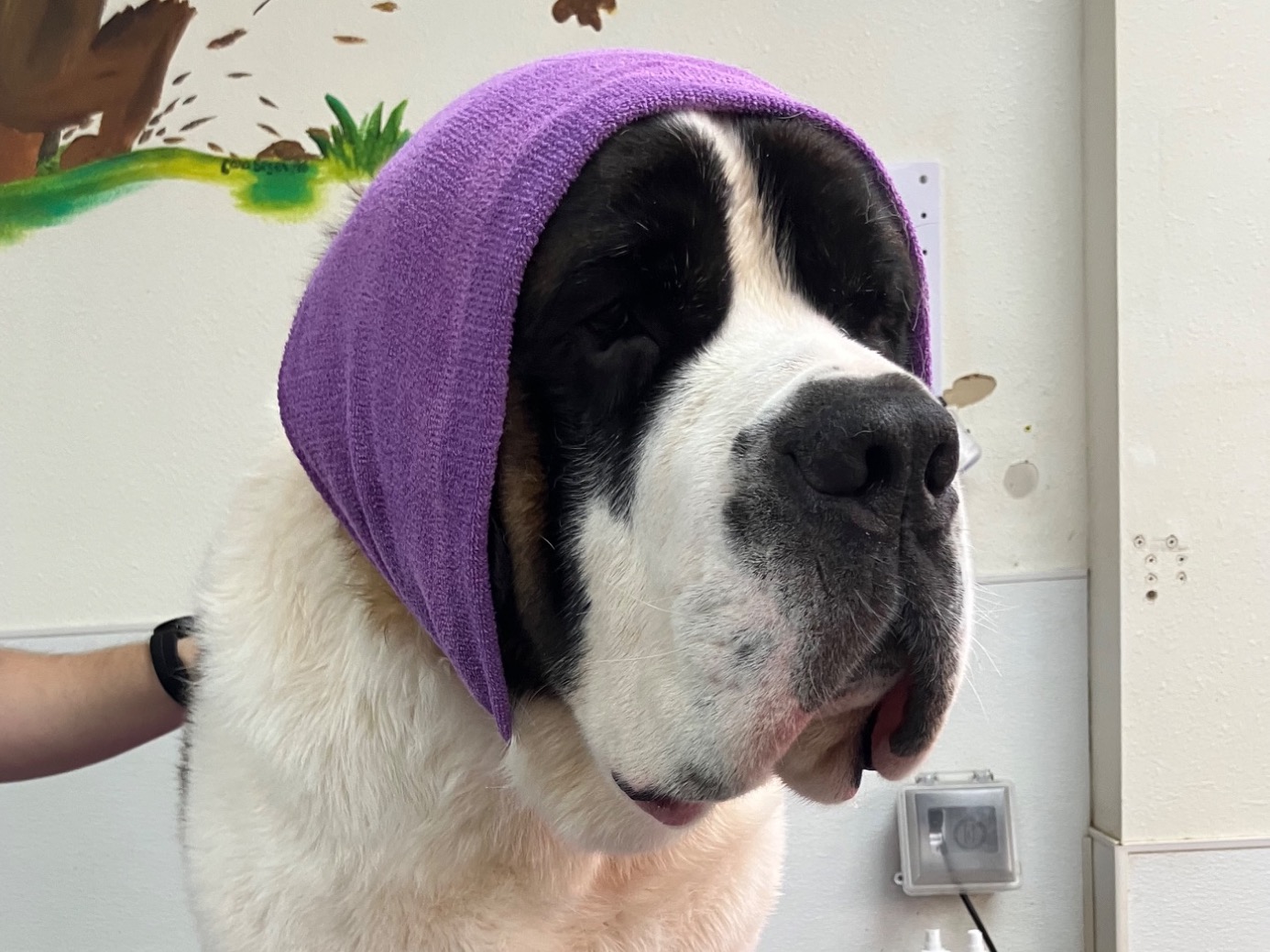 Sainty - Saint Bernard | Petmeetly