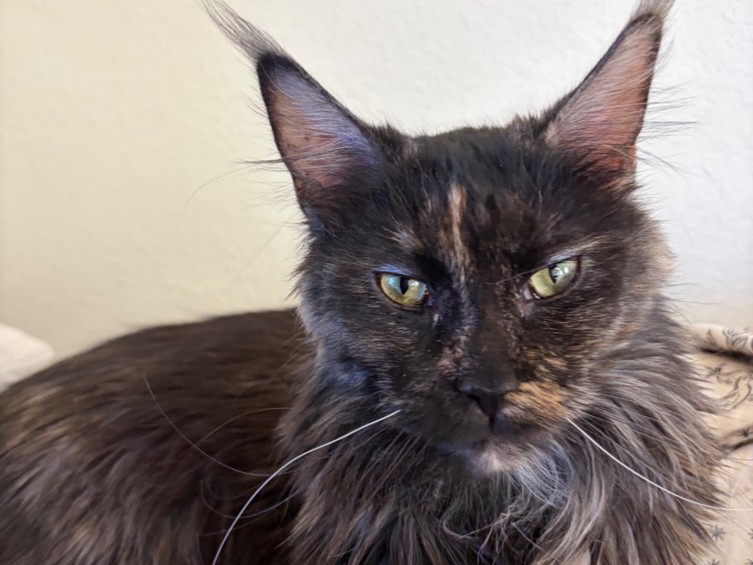 Melissa - Maine Coon | Petmeetly