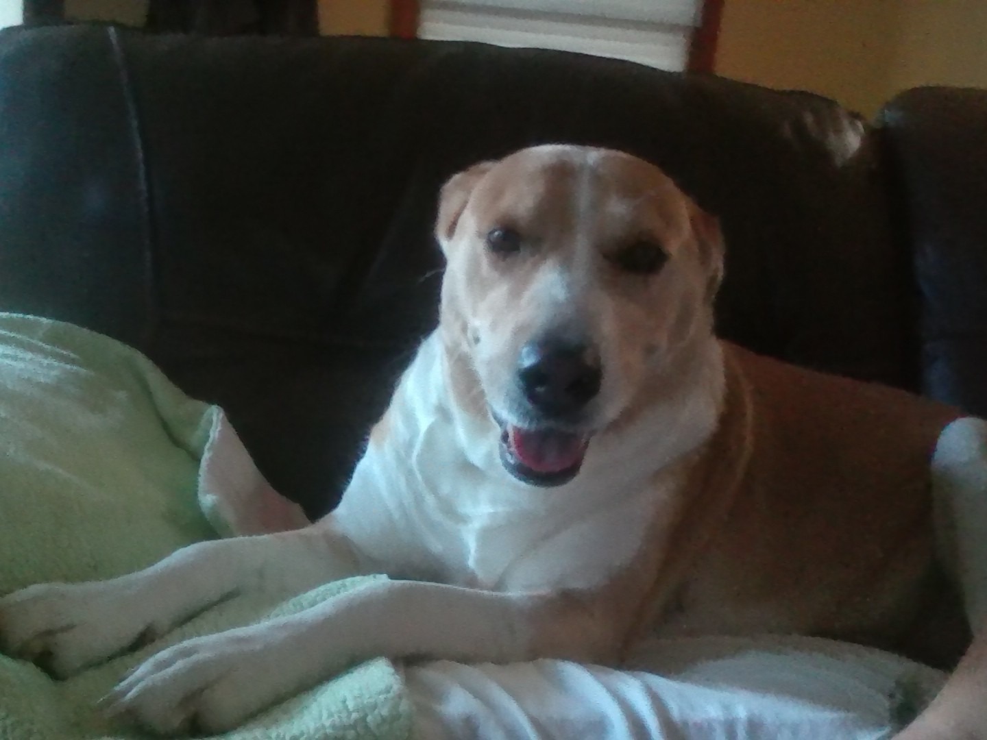 Brandy - Anatolian Shepherd | Petmeetly