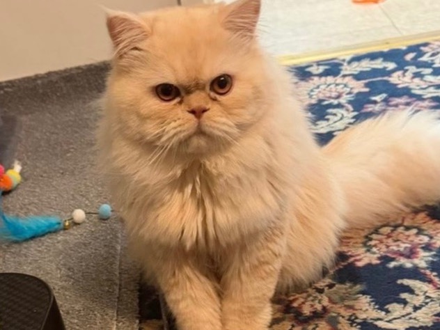 simba - Persian | Petmeetly
