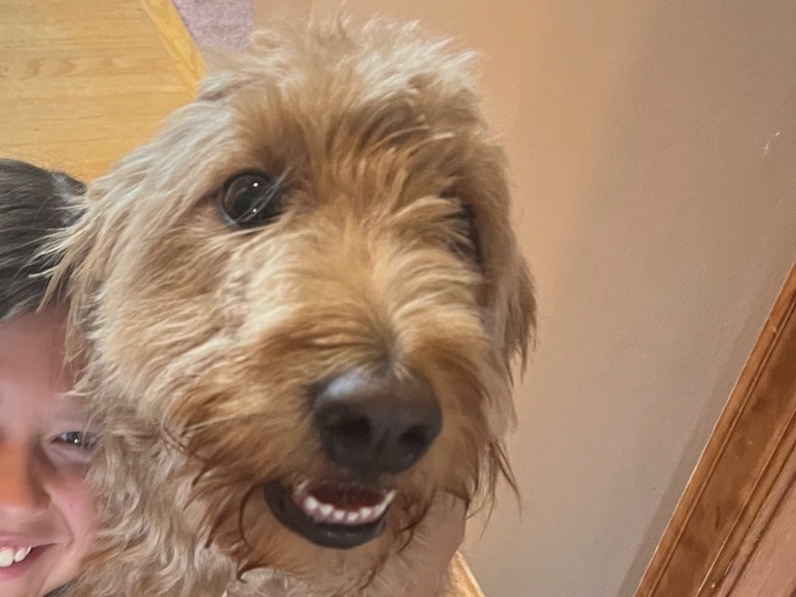 libby - Standard Poodle | Petmeetly