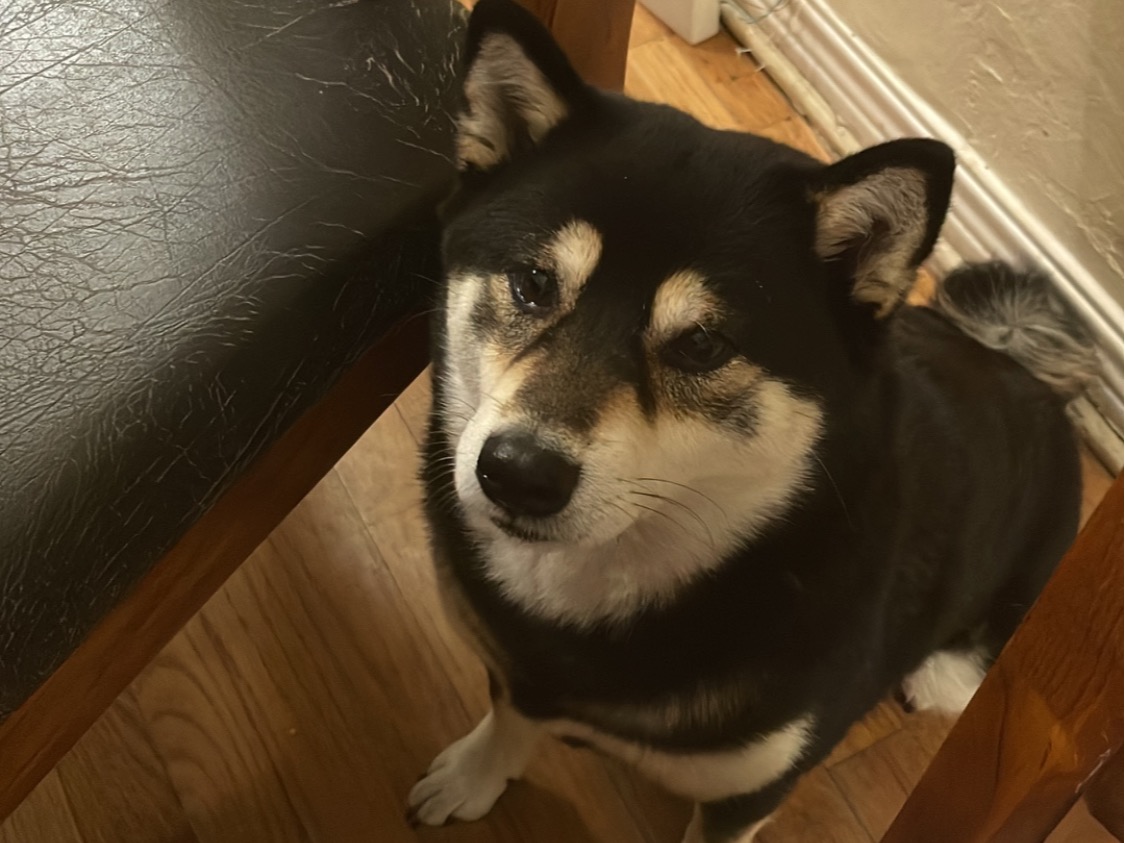 maki - Shiba Inu | Petmeetly