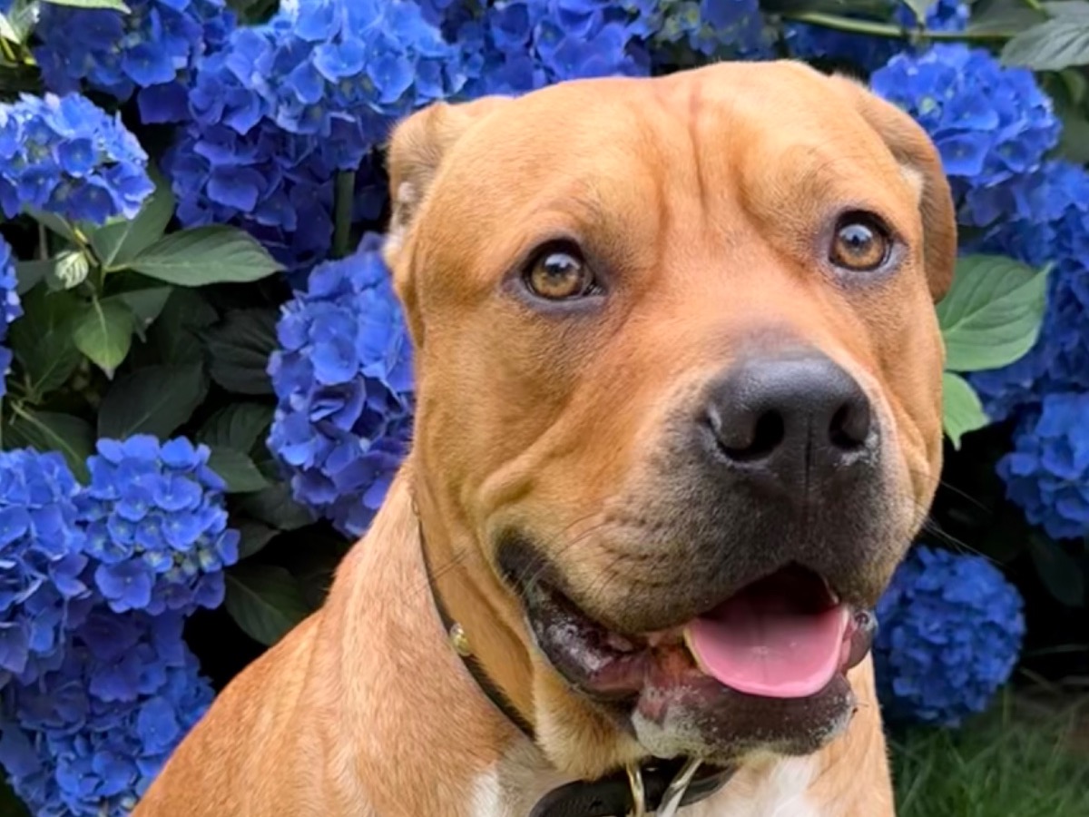 Remington - American PitBull Terrier | Petmeetly