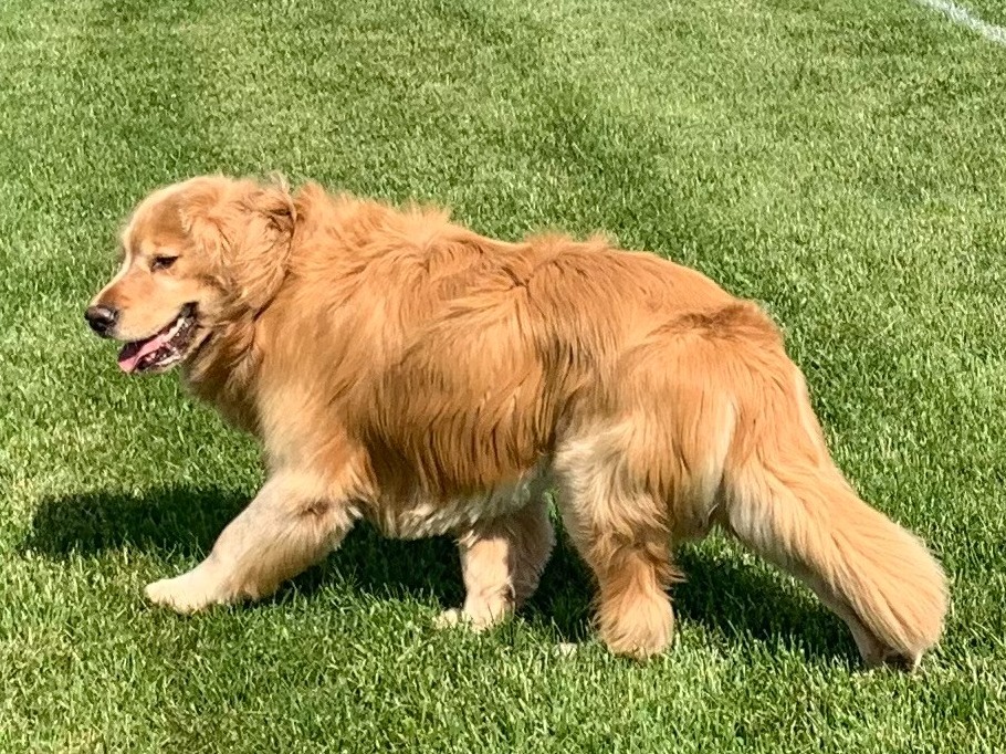 Beaufort - Golden Retriever | Petmeetly