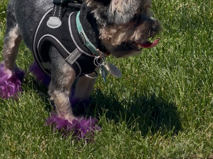 Asan - Teacup Yorkshire Terrier | Petmeetly