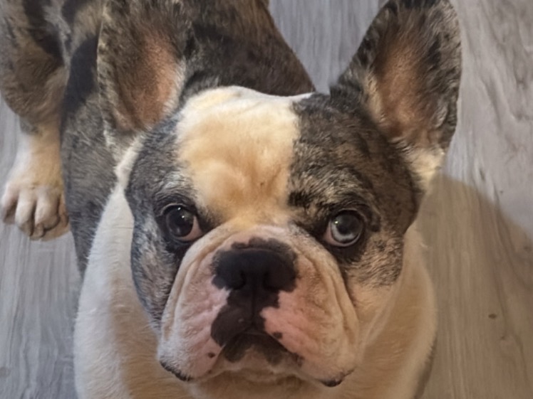 Garu - French Bulldog | Petmeetly