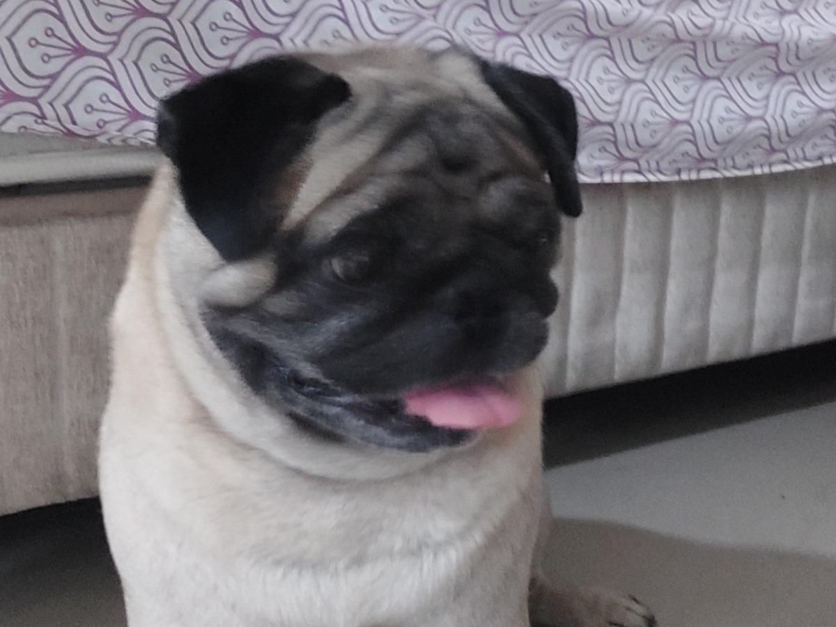 Danney - Pug | Petmeetly