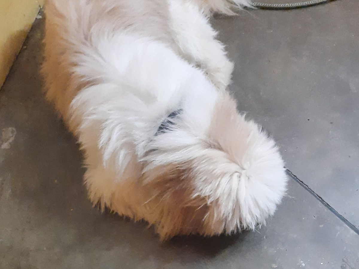 kolo - Shih Tzu | Petmeetly