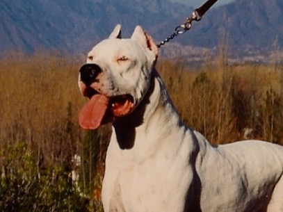 Zeus - Dogo Argentino | Petmeetly