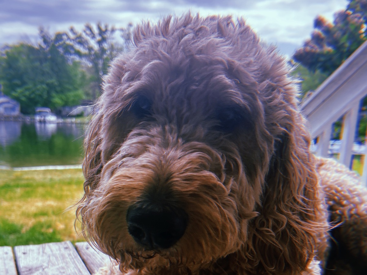 Ruger - Labradoodle | Petmeetly