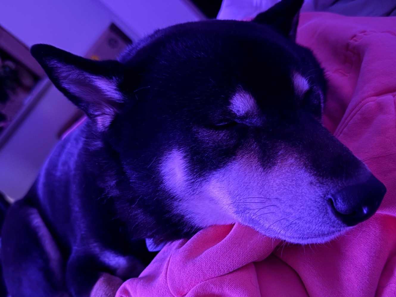 Bronx - Shiba Inu | Petmeetly