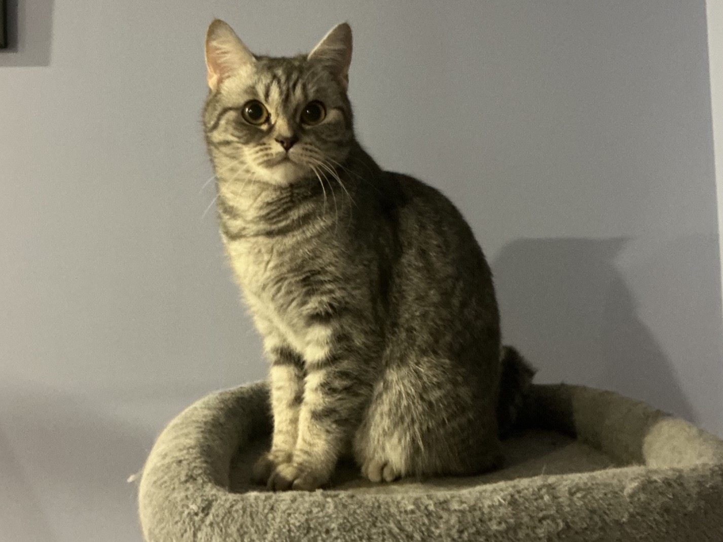 Taro - British Shorthair | Petmeetly