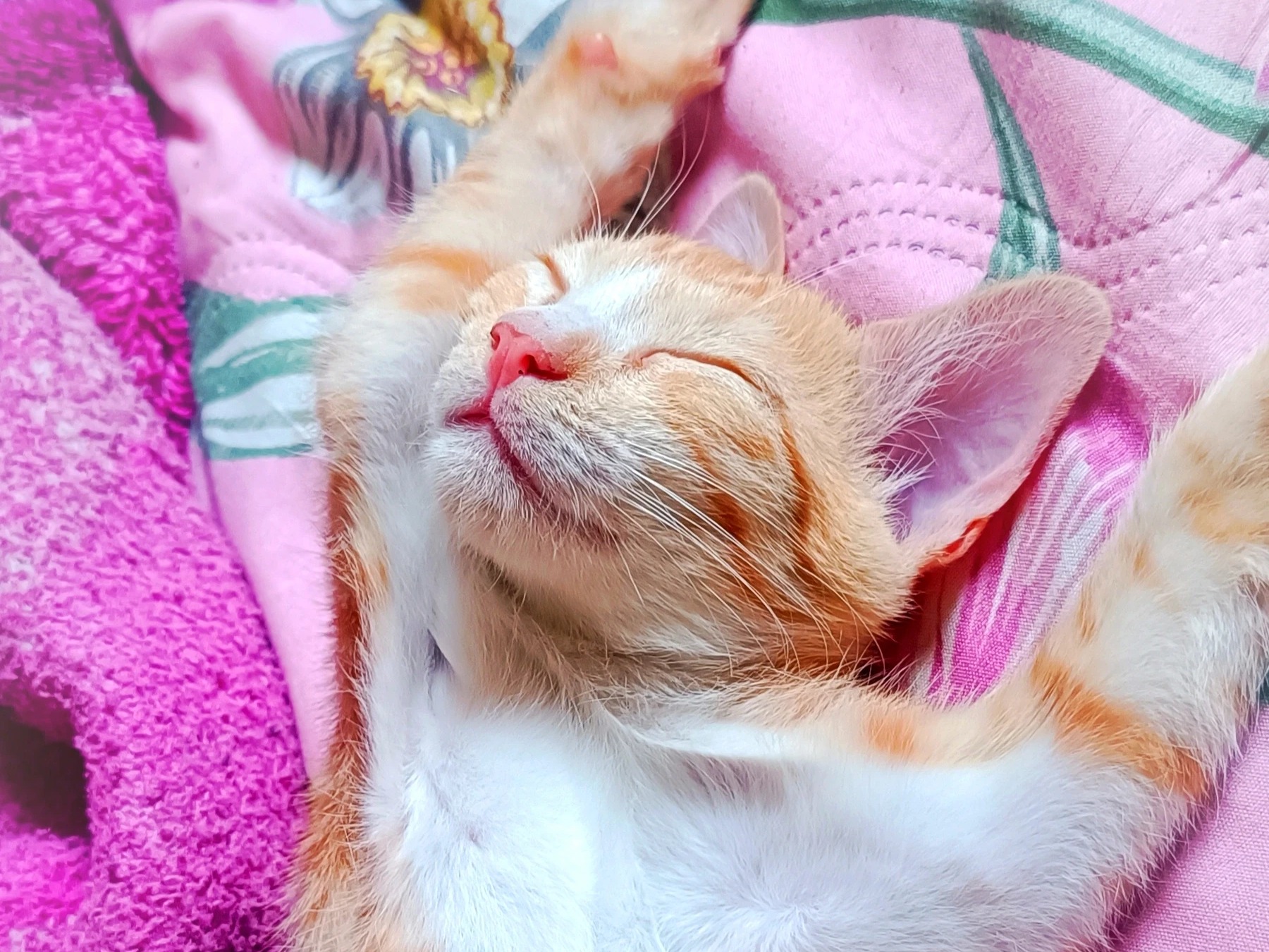 simbba - Domestic Shorthair | Petmeetly