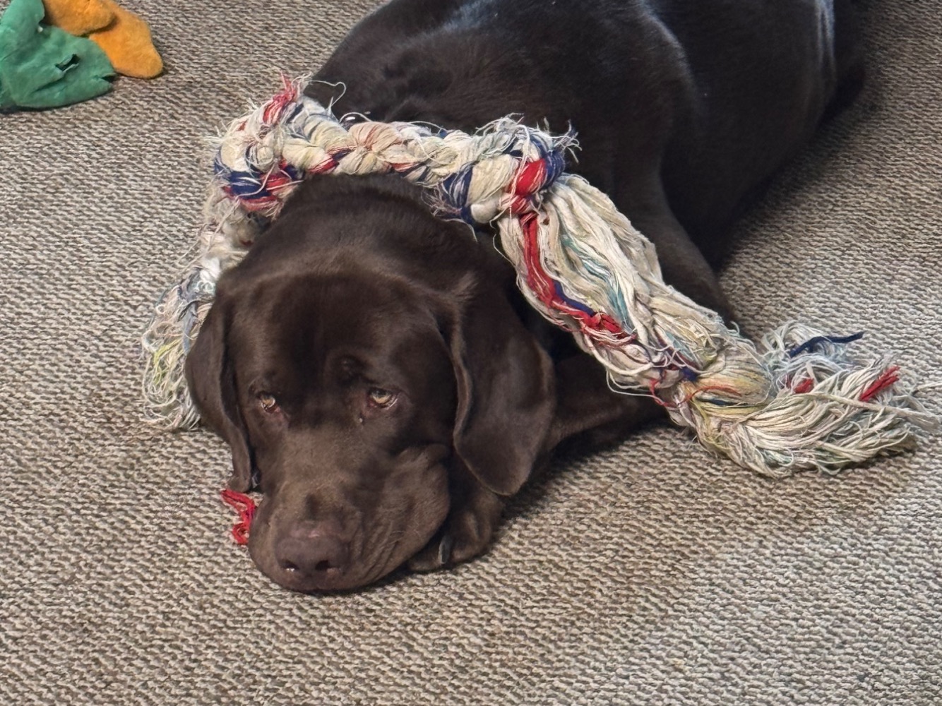 Baki - Labrador Retriever | Petmeetly