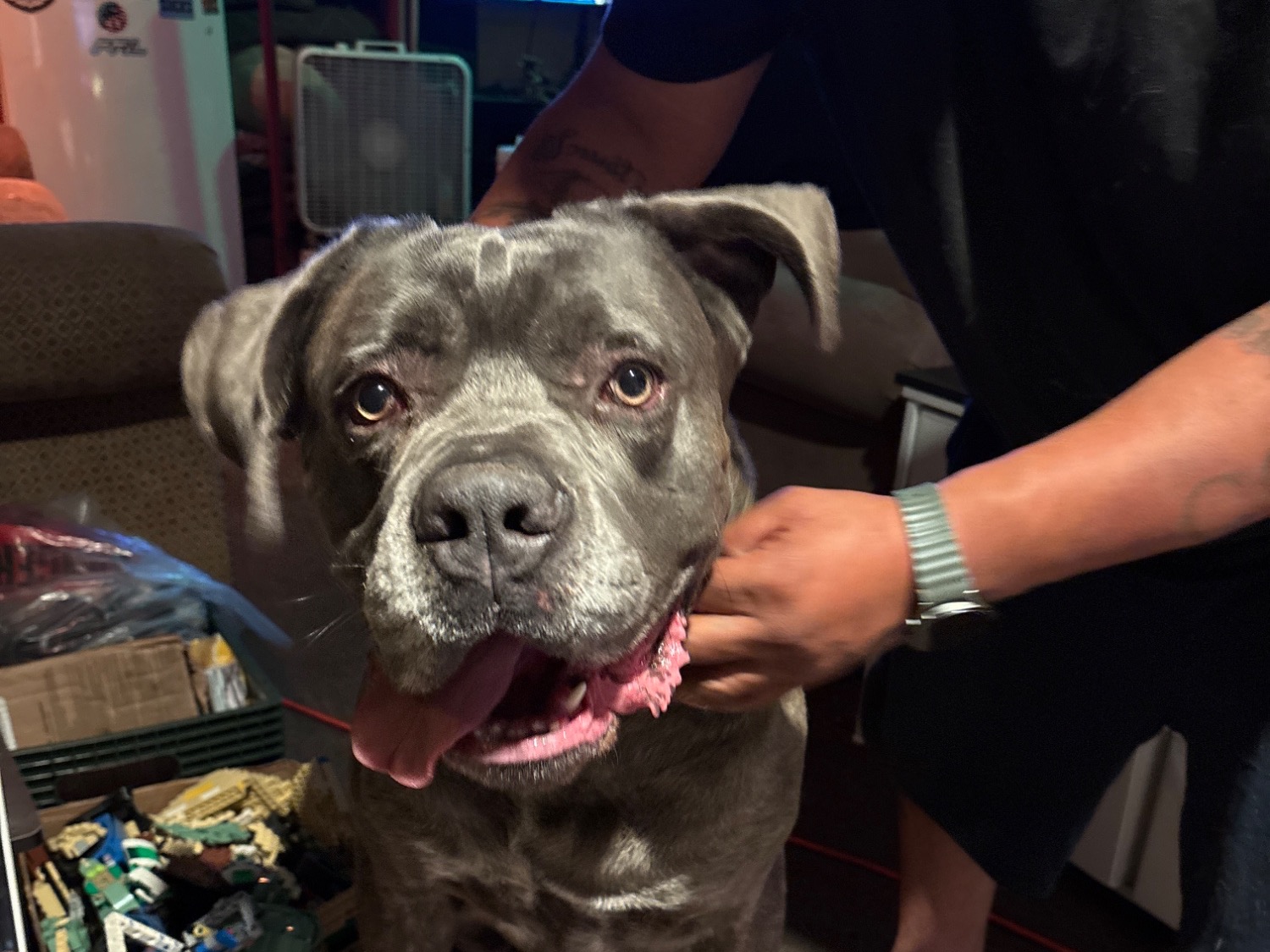 azul - Cane Corso | Petmeetly