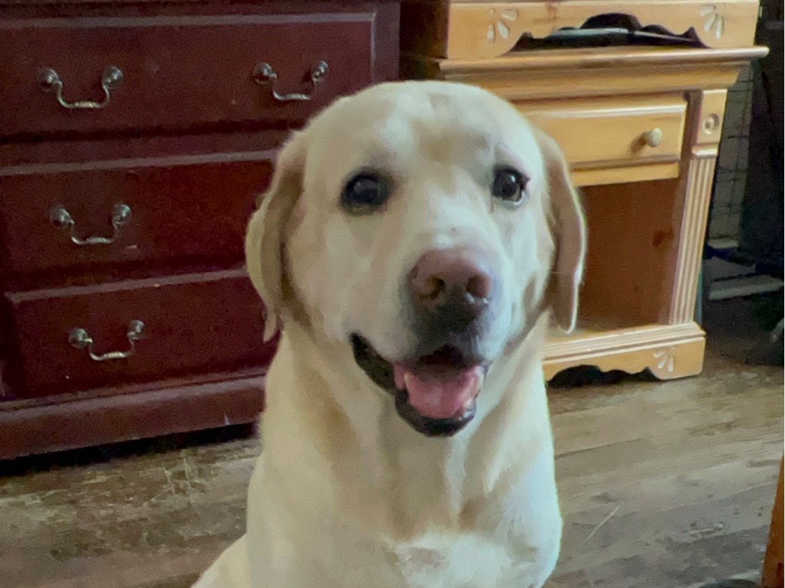 Cohiba - Labrador Retriever | Petmeetly