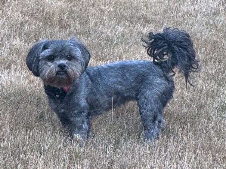 Winnie - ShihPoo | Petmeetly
