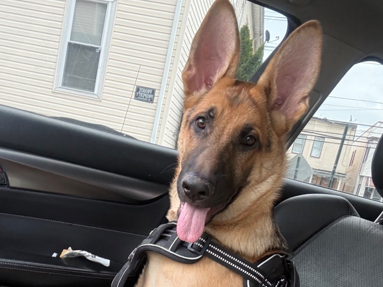 Paris - German Shepherd | Petmeetly