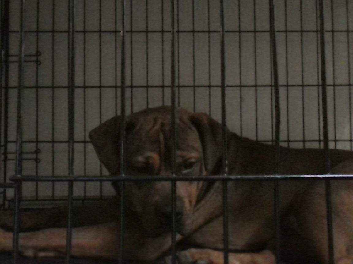 Scooby - American PitBull Terrier | Petmeetly