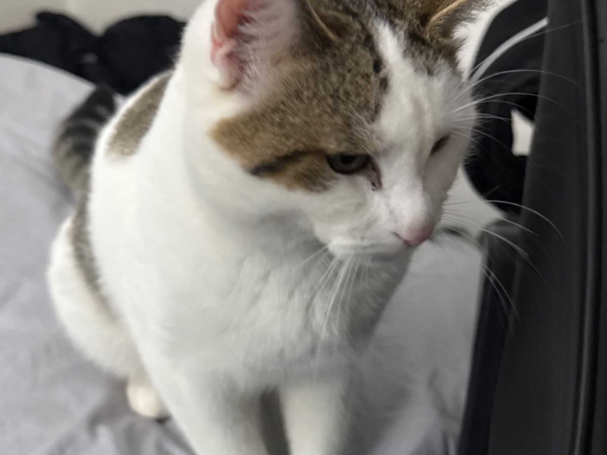 odin - Turkish Van | Petmeetly
