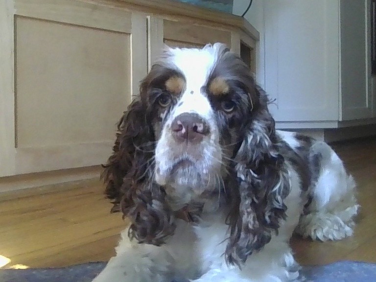 Sobi - American Cocker Spaniel | Petmeetly