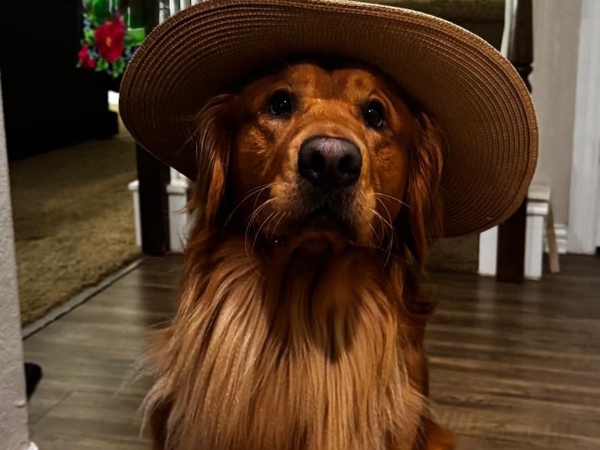 Happy - Golden Retriever | Petmeetly
